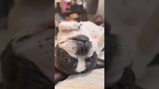 へそ天でひたすらごろつくワンコ🐶 #shorts