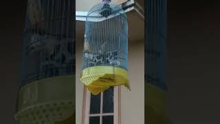 Download lagu cucak rawis gacor, mp3 Download lagu cucak rawis gacor, mp3