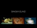 4k Bangka Island, Blue Bay Divers, Sahaung Island, Nord Sulawesi, Indonesien, Sulawesi