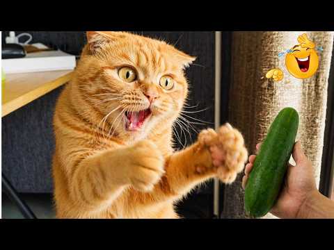 Funniest Animal Videos 2026 😂 | Crazy Dogs and Cats Acting Like Total Goofballs All Day Long