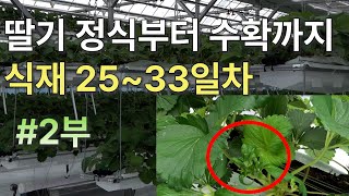 2단 헹잉베드를 이용한 딸기 30일차!: 정식부터 수확까지 2탄!