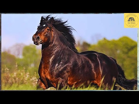10 CAVALOS MAIS PODEROSOS DO PLANETA