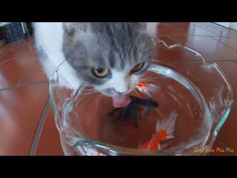 Cat and goldfish: Cat's reaction to seeing the goldfish.