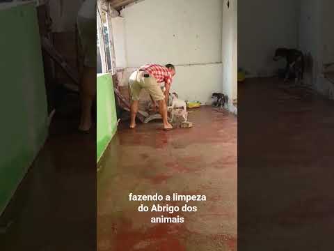 seres maravilhosos criação de Deus. apoio associação abrigo cantinho dos animais morrinhos ceará