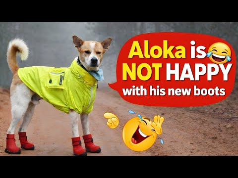 Aloka Is NOT Happy With His New Boots! 🐕👢
