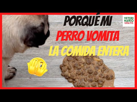 ⚠️ WHY MY DOG VOMITS THE WHOLE FOOD ⚠️ HOW TO AVOID REGURGITATION IN DOGS