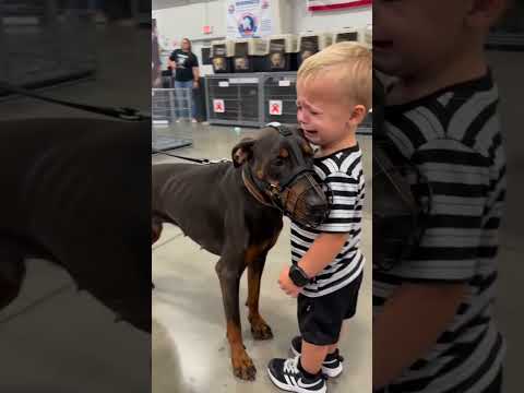 Little Boy Shares a Heartfelt Hug with Doberman at the Shelter
