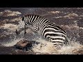 Young Zebra S Dangerous River Crossing Life Story BBC Earth