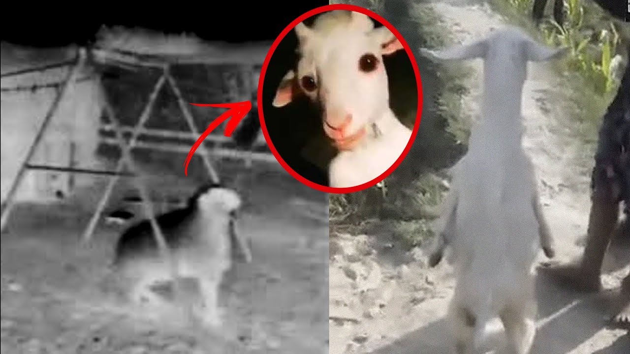 La Perturbadora Historia de la Cabra que Caminó en dos Patas y se Subió a un COLUMPIO