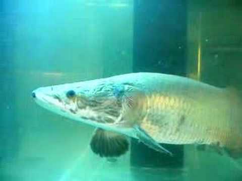 arapaima gigas (World Large...