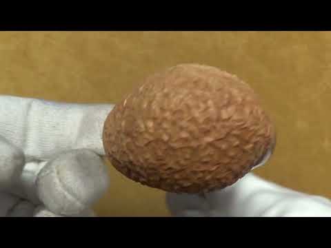 Pipa Santambrogio rusticata naturale  major - Full Bent Egg - SS187