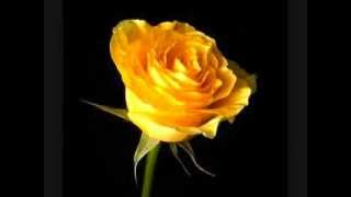 Lounge, Regina Spektor