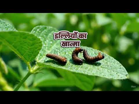 Powerful medicine to kill caterpillars in crops | Full details about Sumitomo Unico Flow Kitnashak