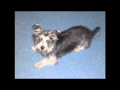 Jo Hirsch - In Meinem Herz