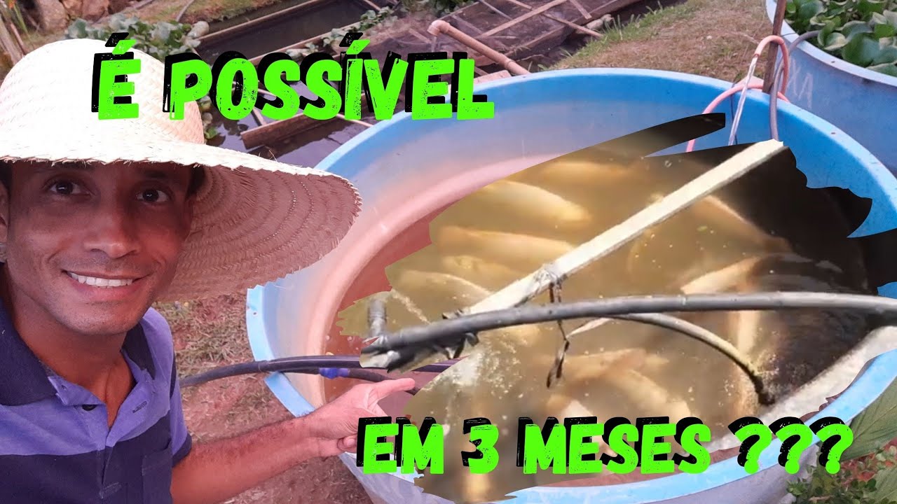 Sustentabilidade -Chega !! Produzindo Minha CARNE em Caixa Dágua 1000 litros@TILAPIAMinhaVida