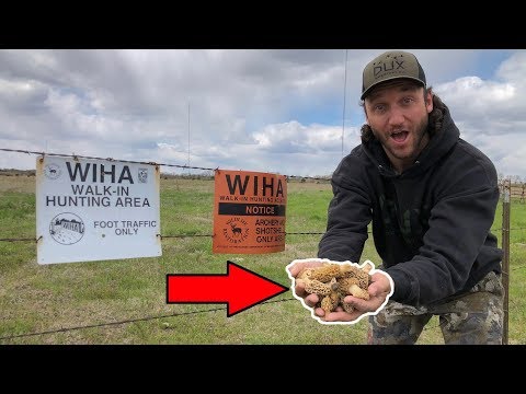 Public Land Morel Mushroom Hunt!! (Catch Clean Cook) Grilled Morel Cheeseburgers