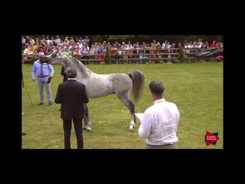 Sundown KA World Champion صنداون كي ايه. بطل العالم