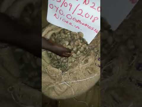 download lagu mp3 mp4 Raw Cashew Price In Kerala, download lagu Raw Cashew Price In Kerala gratis, unduh video klip Raw Cashew Price In Kerala