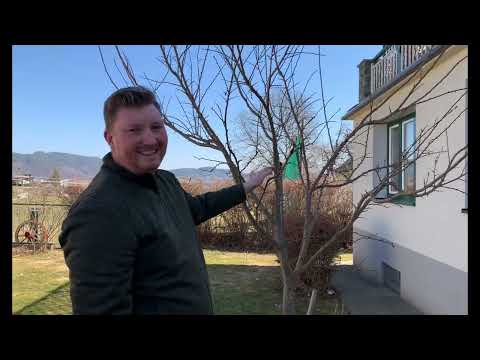 Wie schneide ich einen Obstbaum richtig?