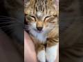kitten #purring feat. #AirPotato