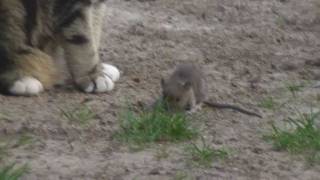 Cat & Rat - Lets play before I kill you!