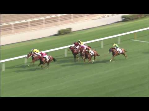 MR STUNNING takes the Sprint Cup 2017