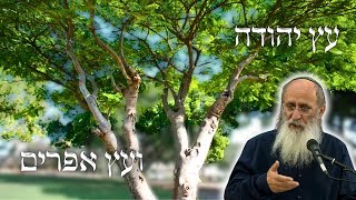 עץ יהודה ועץ אפרים (יחזקאל לז) – הרב אורי שרקי