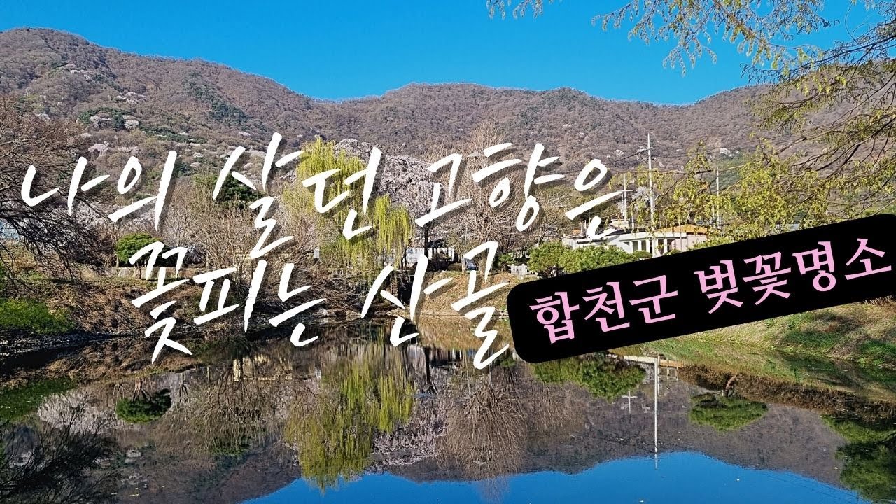 나의살던 고향은~ 수려한합천 벚꽃명소