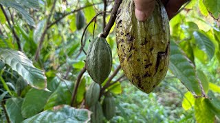 How We Grow Cacao From Seed In Compost, Natural Farming Fruit Trees