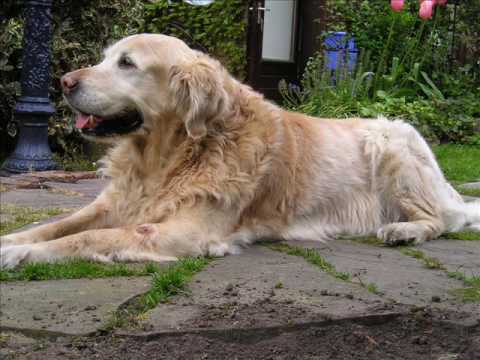 In Memoriam Davy 20-11-1995 / 27- 07-2008