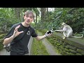 ASMR WITH MONKEYS