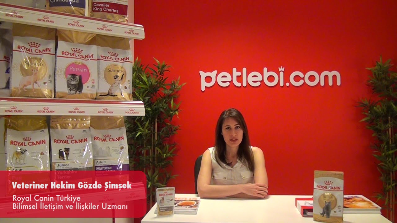 Royal Canin Kitten İran Kedileri İçin Yavru Kedi Maması 2kg tanıtım video görseli