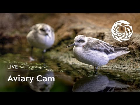 Aviary, Monterey Bay Aquarium live webcam