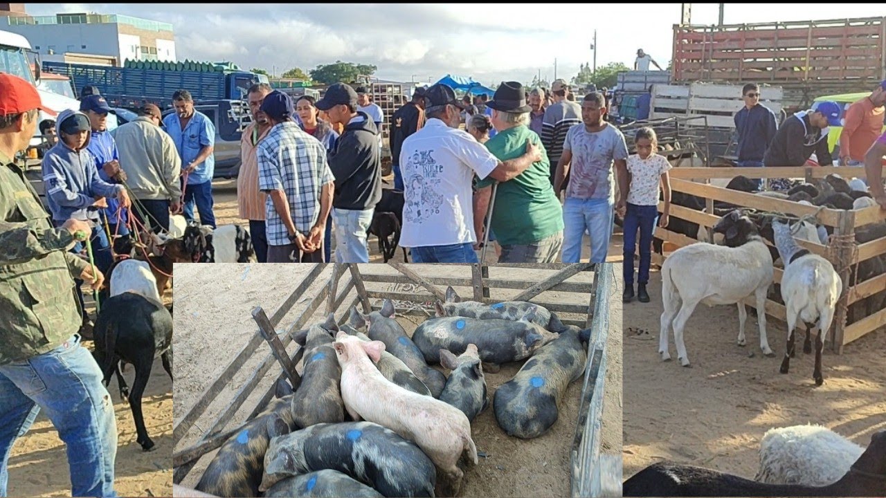 Feira de Ovino Caprino e 🐖 Posto Alto da Serra 29-12-24 #preço #agro #pecuaria #nordeste