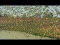 Budgerigars Earthflight