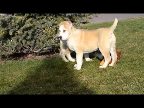 GELIN & G´LEA TISAO K.K. TEMUDZIN ( NAZIR x DAURA puppies, born 28.10.2013)