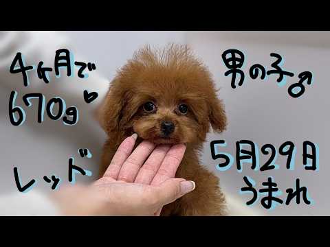 YouTube動画のサムネイル