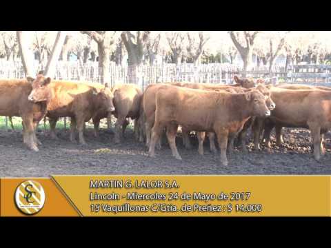 24-05-17 Venta de Vientres - Martin G. Lalor S.A. - Lincoln.