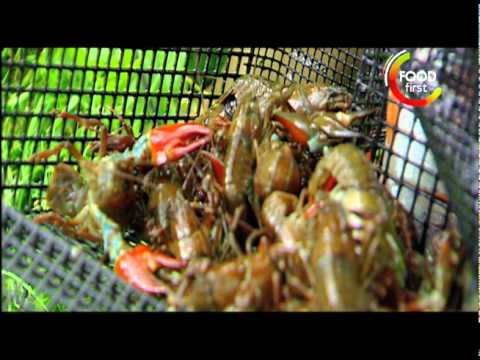 Kill your Meat before you Eat - Crayfish - Gordon Ramsay