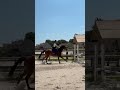 Gelding Thoroughbred For sale 2021 Bay