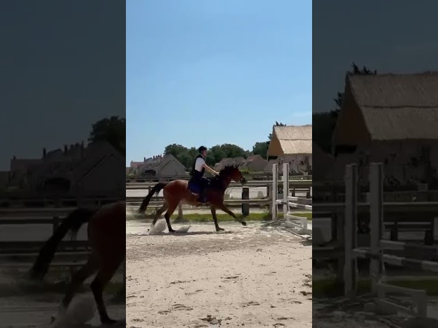 Gelding Thoroughbred For sale 2021 Bay