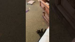 Going to need a bigger boat! #rpgcat #shorts