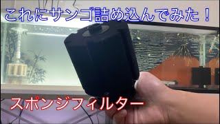 《金魚》スポンジフィルターにサンゴを入れました！