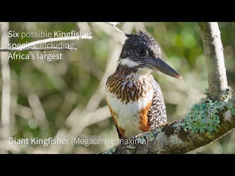 A Birding Safari at Kariega Game Reserve