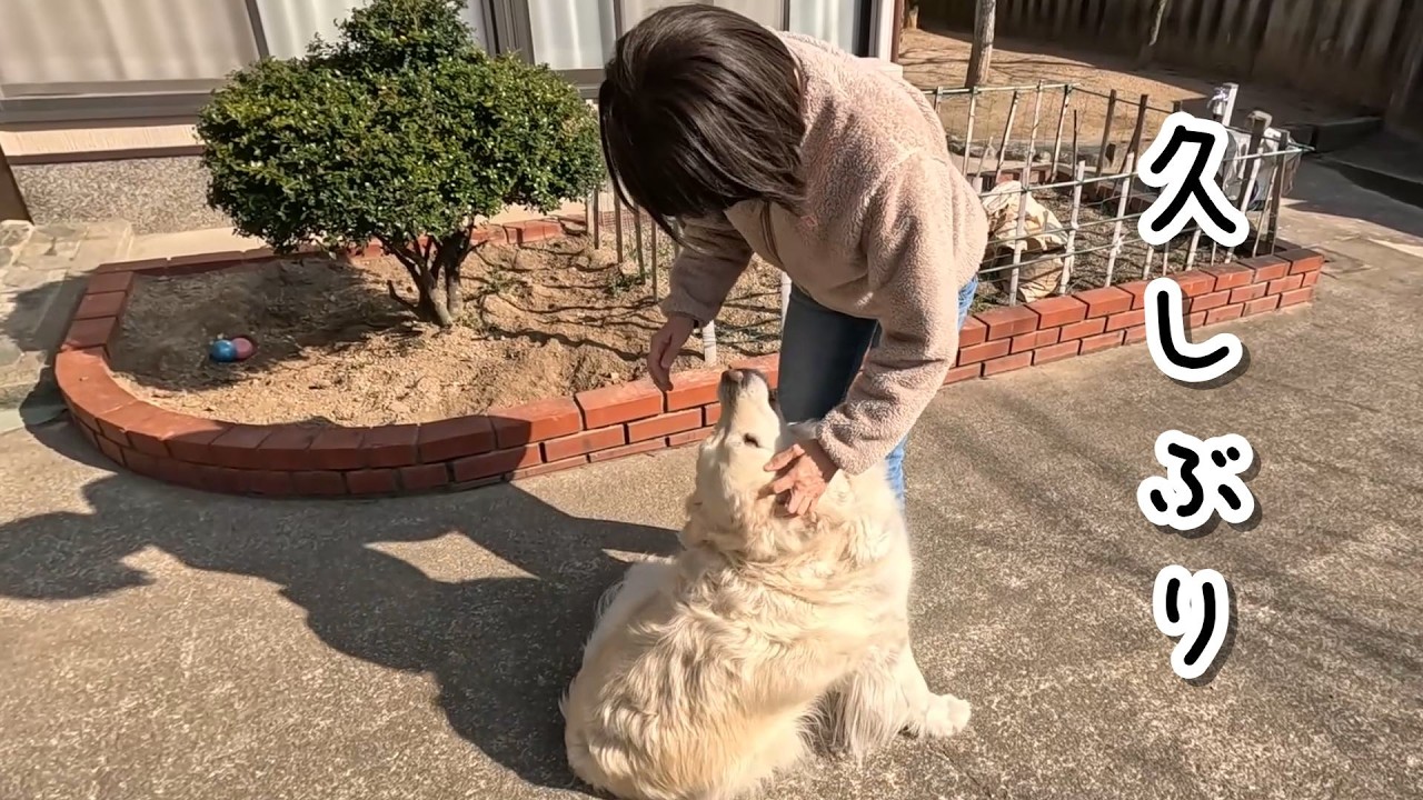 久しぶりに会えて嬉し過ぎてかまって欲しくて離れない犬・・・。　#メイちゃんねる