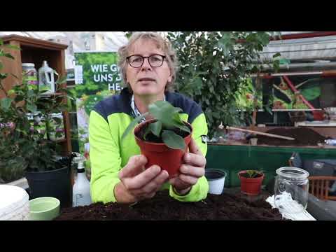 Ficus Benjamini oder auch Gummibaum durch Stecklinge vermehren.