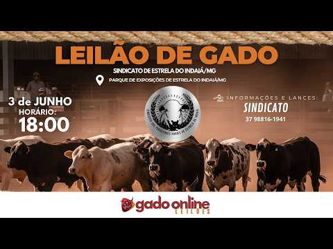 ⭐ 76º LEILÃO MISTO  SINDICATO DOS PRODUTORES RURAIS DE ESTRELA DO INDAIÁ/MG