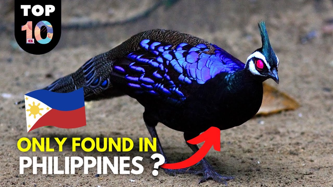 What are the most common animals in the Philippines? Tipseri