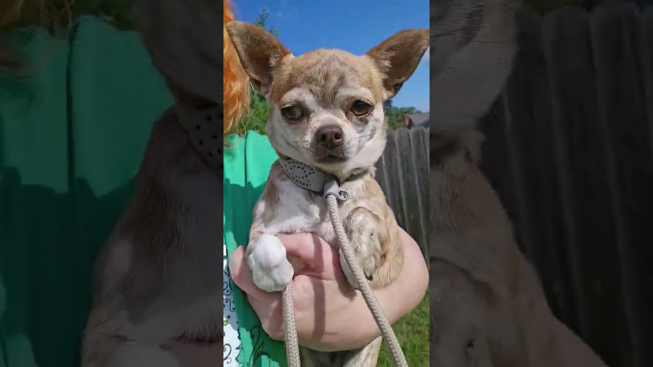 Enlarge Reba, a ADOPTABLE Chihuahua in Kansas City, MO video 4/4