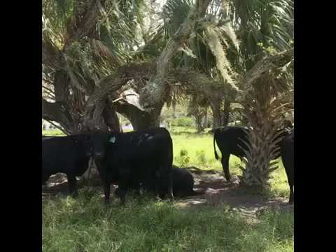 Slideshow of Southern Accent Farm in Okeechobee, Florida | AGDAILY